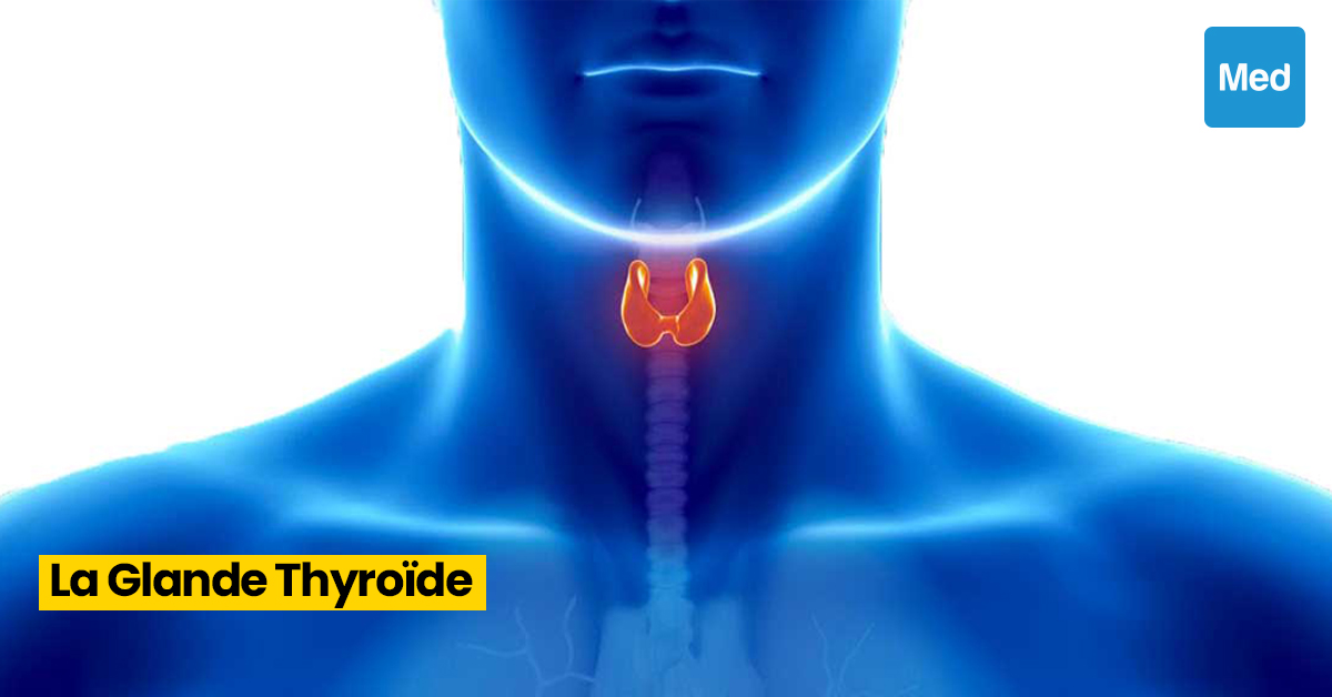 Comprendre la Glande Thyroïde : Fonctions, Régulation Hormonale et Tests de Diagnostic
