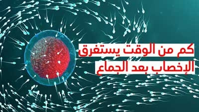 كم من الوقت يستغرق الإخصاب بعد الجماع