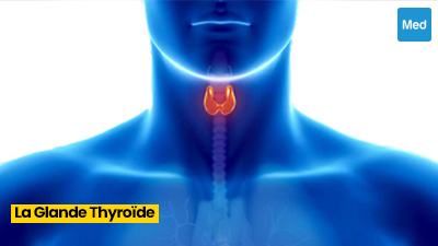 Comprendre la Glande Thyroïde : Fonctions, Régulation Hormonale et Tests de Diagnostic